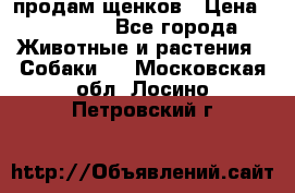 продам щенков › Цена ­ 15 000 - Все города Животные и растения » Собаки   . Московская обл.,Лосино-Петровский г.